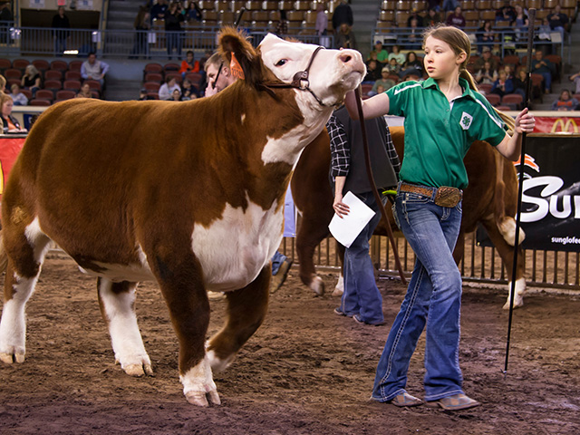 4-her showing a cow in a show